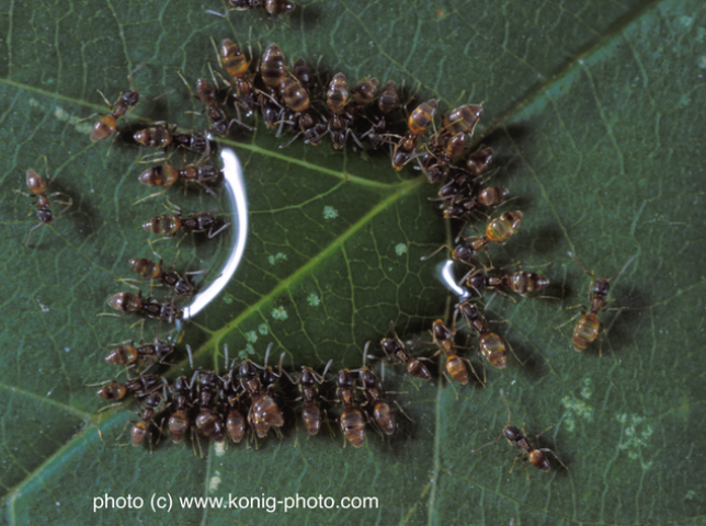 Globalization and the invasion of ants